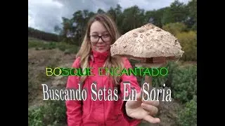 BUSCANDO SETAS EN EL PARA&Iacute;SO | Champi&ntilde;ones, Boletus, N&iacute;scalos...