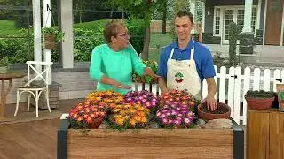 Roberta's 6pc Ocean Sunset Series Ice Plant Live Plants on QVC