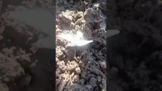 чаечка