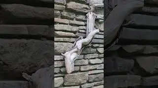 Beauty of a dried tree branch many decades old