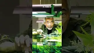 How Amano Shrimp Got Their Name - DISCOVER The Man Behind The Name!