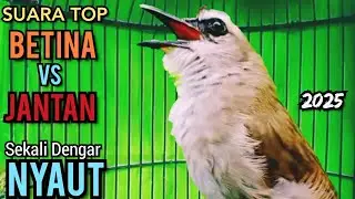 SUARA TOP ‼️ #TRUCUKBETINA vs #TRUCUKJANTAN  PALING D SUKAI TRUCUKAN Sekali Dengar NYAUT MENYAMBAR