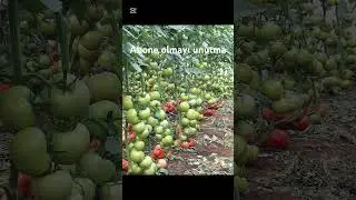 Serada domates nasıl yetiştirilir