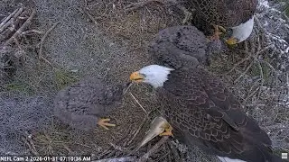 NEFL Cam: The pleasant family breakfast -- 2026 01 31