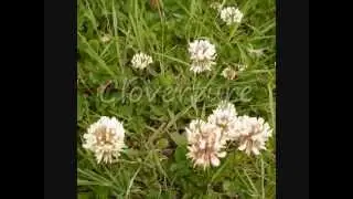 Chalkhill Blue