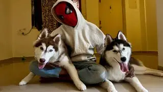 Zara the Husky Playing Fetch ❤️ | Funny Husky Moments with Tom & Zara