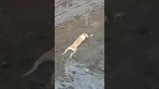 Dog in philippines #funny #funnyshorts #funnyvideo #funnymemes #memes