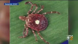 Lab In Pennsylvania Offering Free Tick Testing