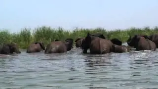 Elephants crossing to Tanzania