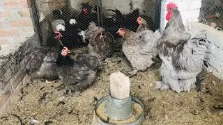 Blue Cochin (Blue heavy buff) attractive breeders