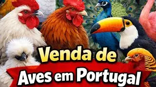 “Veja quantas espécies de Aves🐓🦃vendida nas feiras em  🇵🇹”