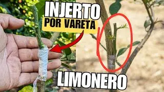 Injerto de Lim&oacute;n por medio de Vareta paso a paso Acelera la Producci&oacute;n de C&iacute;tricos