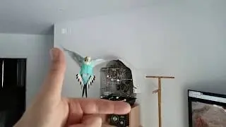 Slow Motion Budgie Flight