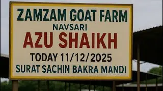 SURAT SACHIN BAKRA MANDI 11/12/2025 ,BY ZAMZAM GOAT FARM NAVSRAI (AZU BHAI) &Iacute;I SURAT MANDI &Iacute;&Iacute;