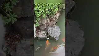 Cat catch fish!