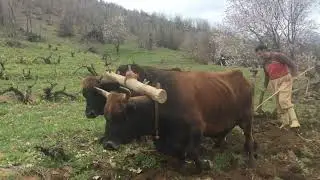 زەوی کێڵان بە گا جووت لە دەڤەری برادۆست