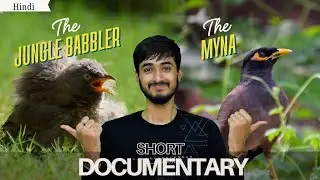 The Jungle Babbler & The Myna &mdash; Meet, Observe and Explore | हिन्दी | TND - Karan Zalera