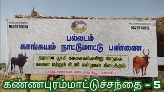 #பல்லடம்காங்கேயம்நாட்டுமாட்டுப்பண்ணை/கண்ணபுரம்மாட்டுச்சந்தை2023#cow #bull #tiruppur