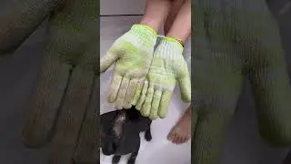 Best Sphynx Cat Shampoo EVER!