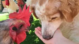 🐓 Relaxing Farm Life | Chickens & Dog Eating Together with Nature Sounds 🌿🐕 #farmlifespain