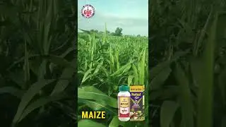 How Gayatri Perfect Plus & Bullet Improved Maize Yield | Farmer Testimonial | Karnataka #agriculture