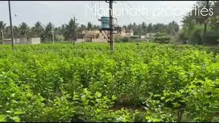 ID#584 6Gunta plain farm land Red Soil west facing property 9845468777