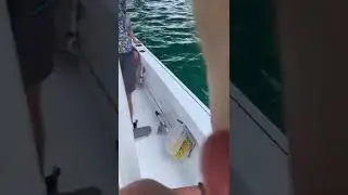 Black snapper