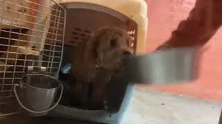 DOG TRAINING | OFF LEASH K9 TRAINING | NJ DOG TRAINER | FINN 7M/O DOODLE LEARNS PUPPY MANNERS!