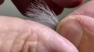 Tying a Winter Stonefly pattern.