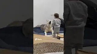 Husky plays with a child Jokes with animals funny dogs Tel Aviv Israel
