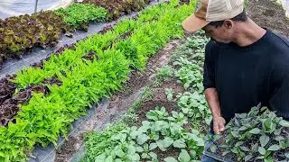 GARDENING on rainy days on the HOMESTEAD