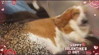 Valentines Day Special