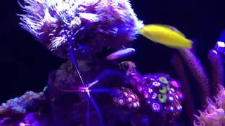 Hogfish and Feeding Time 6 19 14