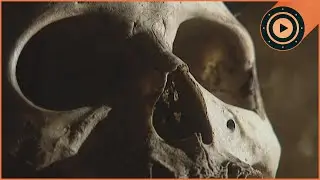 3 Murders Solved By INSECTS | The New Detectives