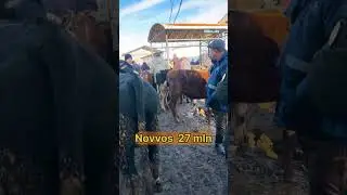 Oqtepa #novvos mol #bozori  #narxlari