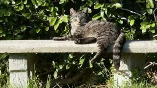 Cat on Bench Hollywood Forever Cemetery Los Angeles California USA February 10, 2025