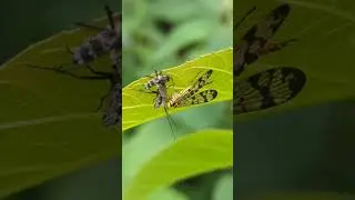 Female Scorpion-fly preying on zombified flies part 2