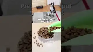 Dog diet challenge! Didn&rsquo;t except that reaction!!