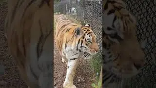#tiger #torontozoo #femaletiger #16years #tigerwalking #august2025 #summer2025 #ontario #canada