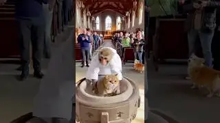 A Monkey Priest Baptizes a Cat in Church! 🙏⛪🐒#animals #rescue #wildlife