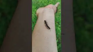 millipede gave me dirty hands 🤣 #millipede #giantmilipede