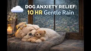 10 Hours Calming Rain Sounds for Dog Anxiety 🐶 Sleeping Maltese & Cozy Window View for Deep Sleep