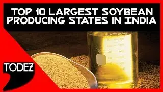 Top 10 Largest Soybean Producing States in India