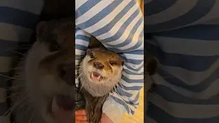 Otter's Cuteness Overload😍🦦|Cute Otter #otternoise #cuteanimal #ottervideos #ytshorts #ytviral