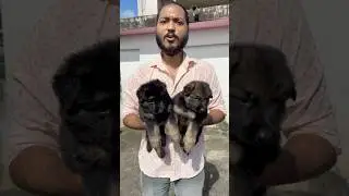 Black Mask German Shepherd Puppies 🐶 #dogbreed #pets