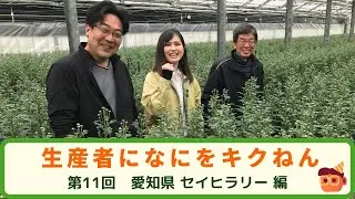 【生産者になにをキクねん】愛知県　セイヒラリー編