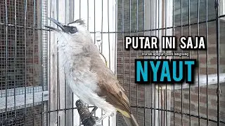 trucukan gacor ROPEL PANJANG pancingan trucukan agar bunyi jadikan burung trucuk gacor NYAUT
