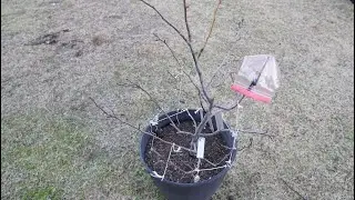 Can You Grow Pear Tree From Seed And Will They Fruit & How To Graft Pear Trees