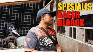 SPESIALIS TERNAK KACER BLOROK PRESTASI, BARU INI ADA PETERNAK HOBINYA BAGI2 ANAKAN MURAI GRATISAN