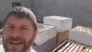 Getting Close To Bees